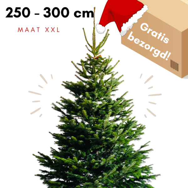 Nordmann kerstboom rotterdam