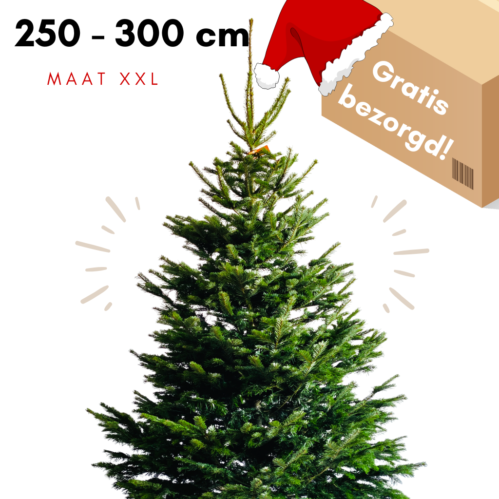 Nordmann kerstboom rotterdam